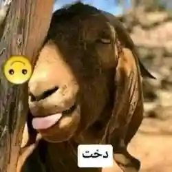السهرة تحلى