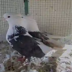 الطيور المواشي
