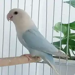 هاوي ومنتج روز كوليس 