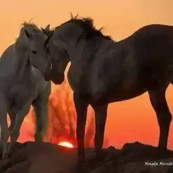 ابو نايف