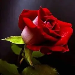 مهاجر