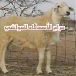 حراج الأصدقاء للمواشي 