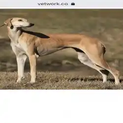 هواة السلوقي العربي فالخليج