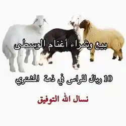 قق : بيع وشراء اغنام الوسطى 