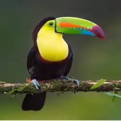 محمد بركات