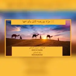 قروب مزاد بورصه الابل