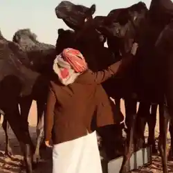 اجاويد 
