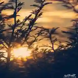 منوعات 