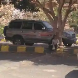 ابو موسى 