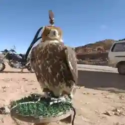 صقارين العرب